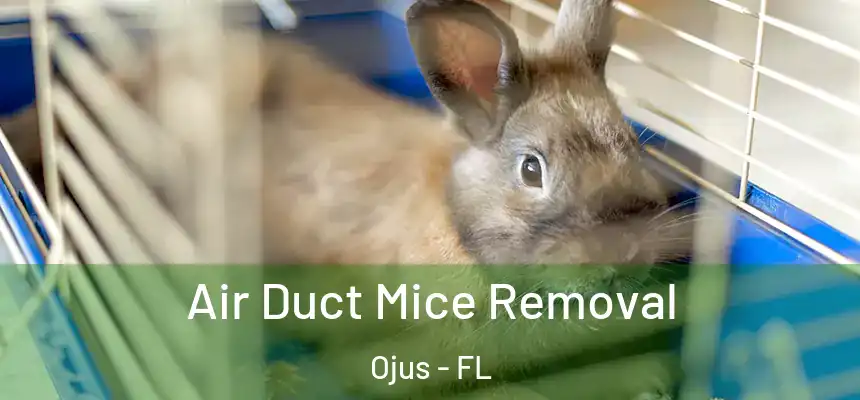  Air Duct Mice Removal Ojus - FL
