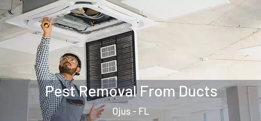 Pest Removal From Ducts Ojus - FL
