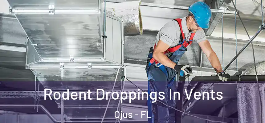 Rodent Droppings In Vents Ojus - FL